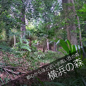 横浜の森に散骨する自然葬