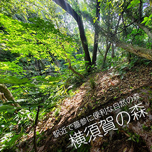 横須賀の森に散骨する自然葬