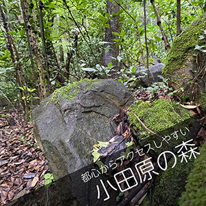 小田原の森に散骨する自然葬