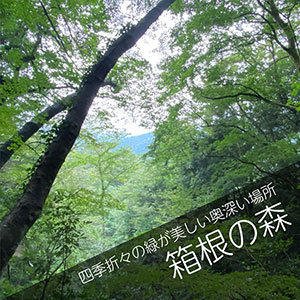 箱根の森に散骨する自然葬